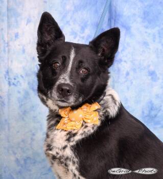 Cattle Dog Dogs Available for Adoption in Pittsboro, North Carolina - Summer | PetCurious