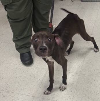 Rescue Terrier and Mixed Breed Dogs for Adoption in Gulfport, Mississippi - Vanellope | PetCurious