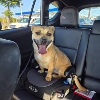 Rescue Mixed Breed Dogs for Adoption in Egg Harbor Township, New Jersey - Koya | PetCurious