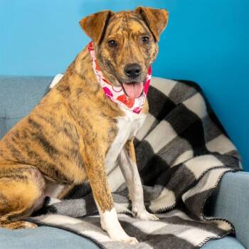 Plott Hound and Mixed Breed Dogs Available for Adoption - HONEY | PetCurious