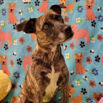 Perdi -  Mixed Breed Dog for Adoption in Alpine, Texas - Perdi | PetCurious