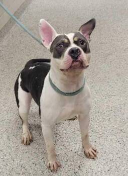 Pastel -  Pit Bull Terrier and Mixed Breed Dog for Adoption in Kansas City, Missouri - Pastel | PetCurious