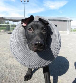 Yardley -  German Shepherd Dog and Rottweiler Dog for Adoption in Van Wert, Ohio - Yardley | PetCurious
