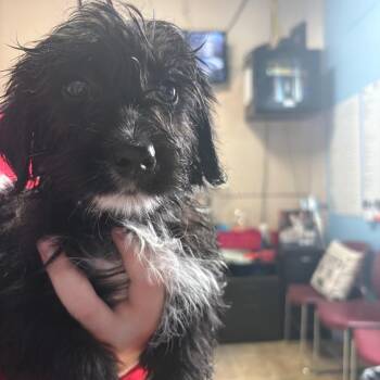 Cockapoo Dogs Available for Adoption in Tipton, Iowa - Jazz | PetCurious