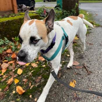 Rescue Pit Bull Terrier and Great Pyrenees Dogs for Adoption in Bellingham, Washington - Chuck | PetCurious