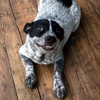 Bink 150 adoption fee -  Australian Cattle Dog Blue Heeler Dog for Adoption in Atlanta, Texas - Bink 150 Adoption Fee | PetCurious