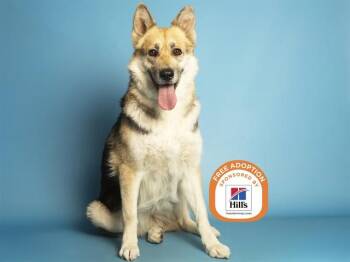 German Shepherd Dog and Husky Dogs Available for Adoption - KEENO | PetCurious