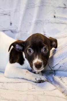Toffee -  Dachshund and Mixed Breed Dog for Adoption in Dothan, Alabama - Toffee | PetCurious