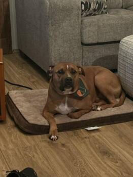 Henry -  Pit Bull Terrier Dog for Adoption in Caldwell, New Jersey - Henry | PetCurious