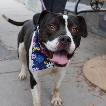 Rescue Pit Bull Terrier Dogs for Adoption in Newark, New Jersey - Roadie | PetCurious