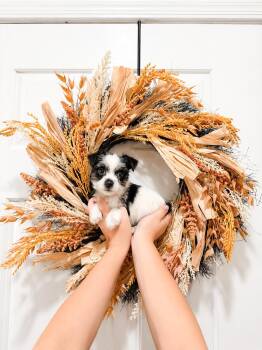 Moon -  Miniature Poodle and Terrier Dog for Adoption in Goodyear, Arizona - Moon | PetCurious