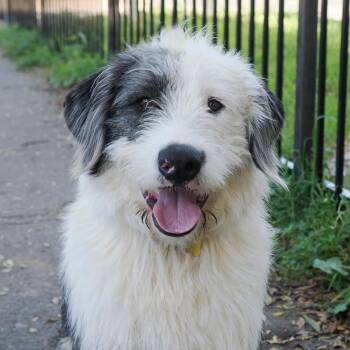 Old English Sheepdog and Bearded Collie Dogs Available for Adoption - FINN | PetCurious