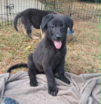 Zinnia -  German Shepherd Dog Dog for Adoption in Winston-salem, North Carolina - Zinnia | PetCurious