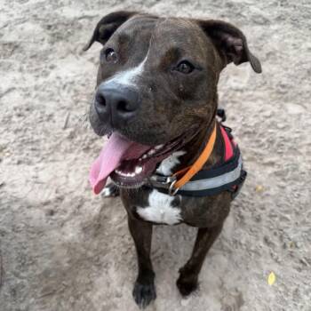 Ollipop (Oliver) 29902 -  Mixed Breed Dog for Adoption in Middleburg, Florida - Ollipop (Oliver) 29902 | PetCurious