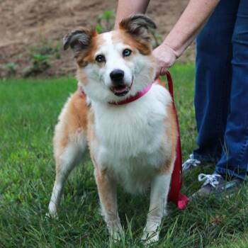 CT Luka -  Australian Shepherd Dog for Adoption in Eastford, Connecticut - CT Luka | PetCurious