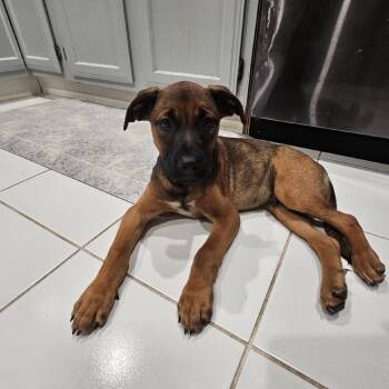 Arcanine -  Mixed Breed Dog for Adoption in Dickinson, Texas - Arcanine | PetCurious