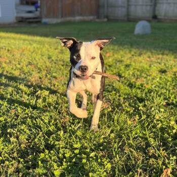 Luna -  Pit Bull Terrier Dog for Adoption in Mechanicsburg, Pennsylvania - Luna | PetCurious