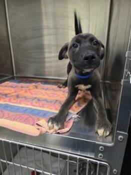 Labrador Retriever and Siberian Husky Dogs Available for Adoption in Westland, Michigan - J-Hope | PetCurious