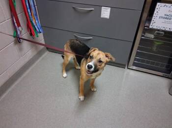 Australian Cattle Dog Blue Heeler and Mixed Breed Dogs Available for Adoption in Colorado Springs, Colorado - ELLIE | PetCurious