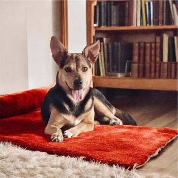 Rescue Terrier and Dachshund Dogs for Adoption in Humacao, Humacao - Lucas | PetCurious