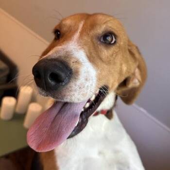 Ronnie -  Mixed Breed Dog for Adoption in Lansing, Michigan - Ronnie | PetCurious