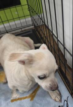 Chihuahua Dogs Available for Adoption in Cleveland, Tennessee - Toby | PetCurious