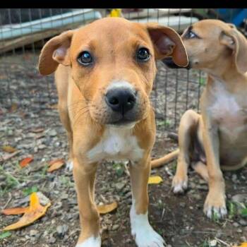 Pit Bull Terrier and Husky Dogs Available for Adoption - Steve | PetCurious