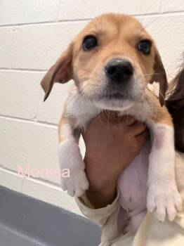 Labrador Retriever Dogs Available for Adoption in Hilton Head Island, South Carolina - Monica | PetCurious