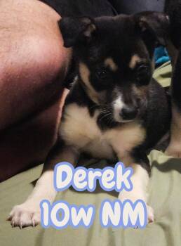 Shepherd Dogs Available for Adoption in The Woodlands, Texas - Derek | PetCurious