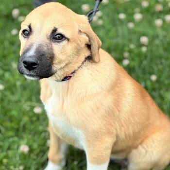 Mable -  Anatolian Shepherd Dog for Adoption in South Elgin, Illinois - Mable | PetCurious