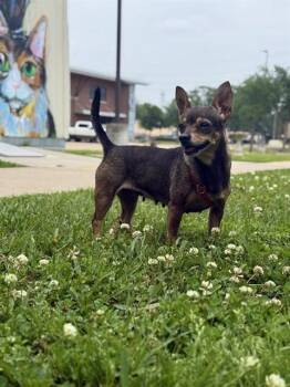 Chihuahua Dogs Available for Adoption in Sugar Land, Texas - ROSANA | PetCurious
