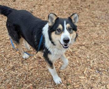 Mixed Breed Dogs Available for Adoption - Ragu | PetCurious