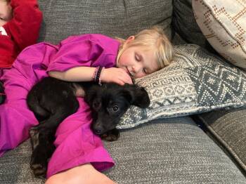 Cocker Spaniel Dogs Available for Adoption - Piper | PetCurious