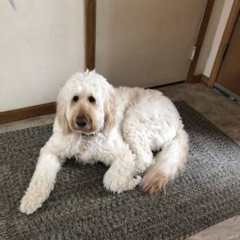 Rescue Golden Retriever and Poodle Dogs for Adoption in Rochester, Minnesota - Joey | PetCurious