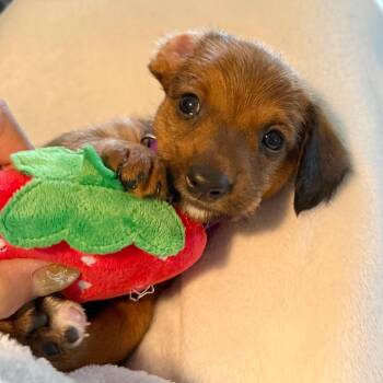 Donatello -  Jack Russell Terrier and Dachshund Dog for Adoption in Wichita, Kansas - Donatello | PetCurious