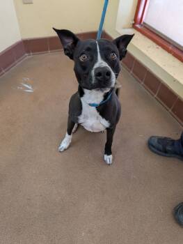 Pit Bull Terrier and Black Labrador Retriever Dogs Available for Adoption - Doug | PetCurious