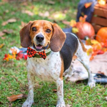 Rescue Beagle Dogs for Adoption in Baton Rouge, Louisiana - Buster | PetCurious