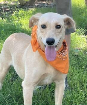 Rescue Yellow Labrador Retriever and Labrador Retriever Dogs for Adoption - Maggie | PetCurious