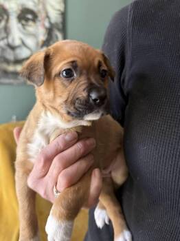 Staffordshire Bull Terrier and Boxer Dogs Available for Adoption - Teagan (Bottle Baby Litter) | PetCurious