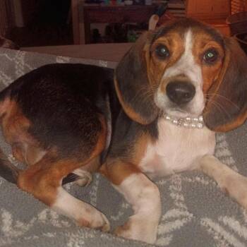 Ella Mae -  Beagle Dog for Adoption in Fairfax Station, Virginia - Ella Mae | PetCurious
