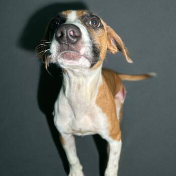 American Staffordshire Terrier Dogs Available for Adoption - Yuki | PetCurious