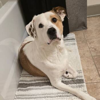 Rescue Mixed Breed Dogs for Adoption in Duck River, Tennessee - Cooper | PetCurious