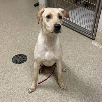 Archer -  Labrador Retriever Dog for Adoption in Bristol, Indiana - Archer | PetCurious