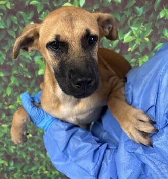 Rescue Shepherd and Mixed Breed Dogs for Adoption in San Antonio, Texas - Shelly | PetCurious