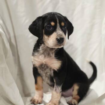 Bluetick Coonhound and Mixed Breed Dogs Available for Adoption in Blairstown, New Jersey - Zelda | PetCurious