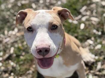 Misty -  Pit Bull Terrier Dog for Adoption in Portland, Oregon - Misty | PetCurious