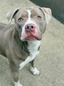 Pit Bull Terrier Dogs Available for Adoption in Chicago, Illinois - Springy | PetCurious