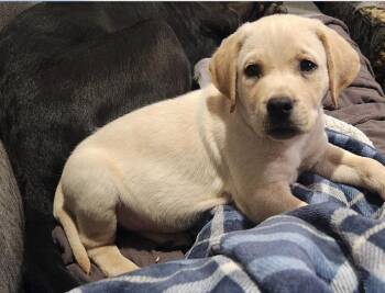 Labrador Retriever Dogs Available for Adoption in Plainfield, Illinois - Tito | PetCurious