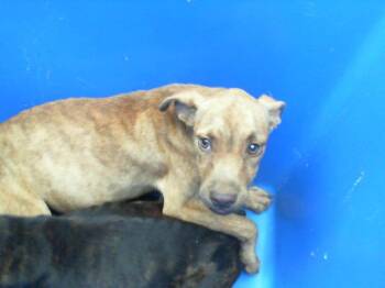 Rescue Mixed Breed Dogs for Adoption in Dallas, Texas - MOON | PetCurious