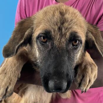 Ramsey - Local August 28-30 -  German Shepherd Dog Dog for Adoption in Brookshire, Texas - Ramsey - Local August 28-30 | PetCurious